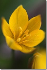 EWG 19.3.11 (25) Tulipa sylvestris