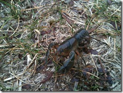 crawdad