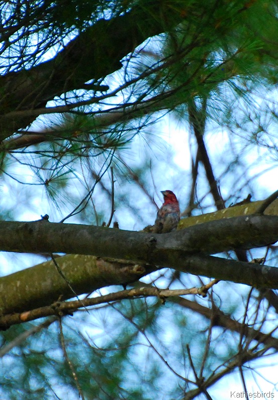 [12.%2520purple%2520finch%2520male-kab%255B5%255D.jpg]