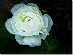 IMG_8585a IMG_8585a