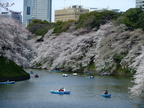 千鳥ヶ淵。風がかなり強くて水面に映る桜の絵は無理だった。ていうか、昼間はお堀の水が汚い… 