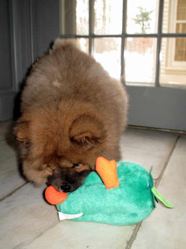 And this is Sharkey's favorite toy!  I doubt she'll be upset that I've been playing with it - Sharkey seems to be warming up to me more and more each day.