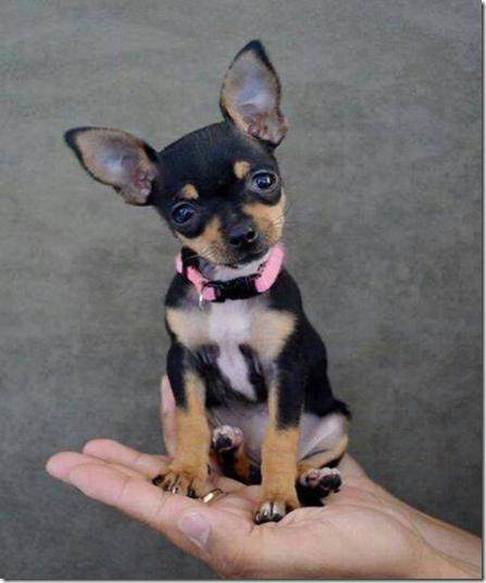 Chihuahua Chihuahua