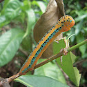 Blue day moth/Blue tiger moth