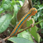 Blue day moth/Blue tiger moth