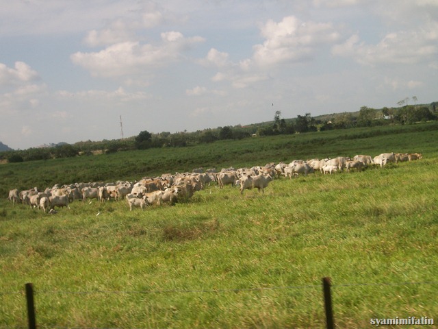 perlis 004 perlis 004