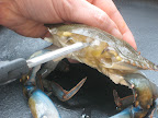 VERY IMPORTANT! Use your kitchen shears or the tip of a sharp paring knife to puncture the small sacs of fluid behind where the eyes are located. Be sure to let as much liquid drain as possible.If these are not punctured and drained they will pop when frying and you may get burned with hot oil