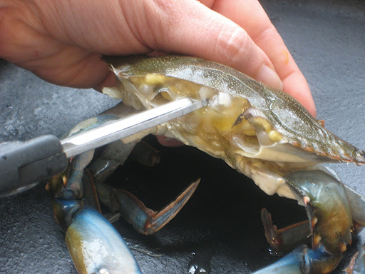 VERY IMPORTANT! Use your kitchen shears or the tip of a sharp paring knife to puncture the small sacs of fluid behind where the eyes are located. Be sure to let as much liquid drain as possible.If these are not punctured and drained they will pop when frying and you may get burned with hot oil
