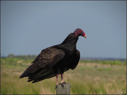 Turkey Vulture