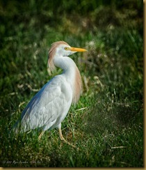 Cattle Egret Cattle Egret