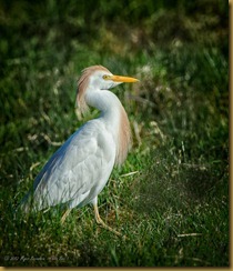 Cattle Egret