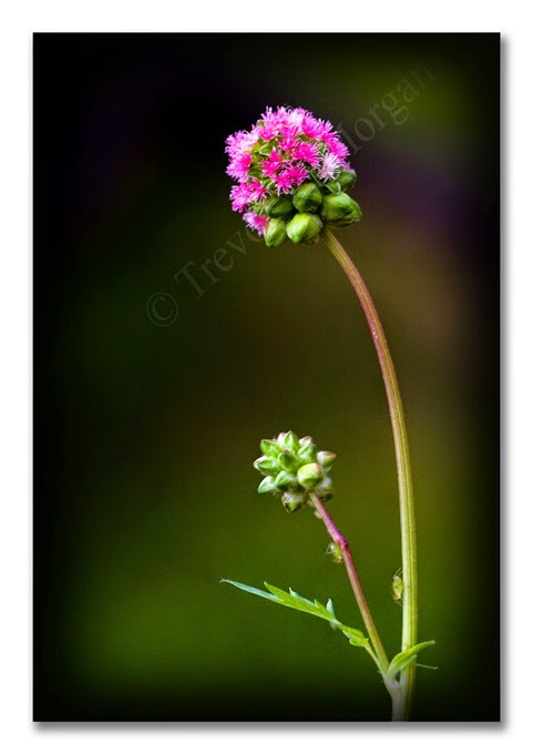 1 Jewels 18  Salad Burnet