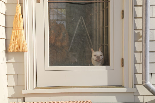 Francesca!  GK!  There is something strange outside!  It appears to be some sort of green animal about Frenchie size!