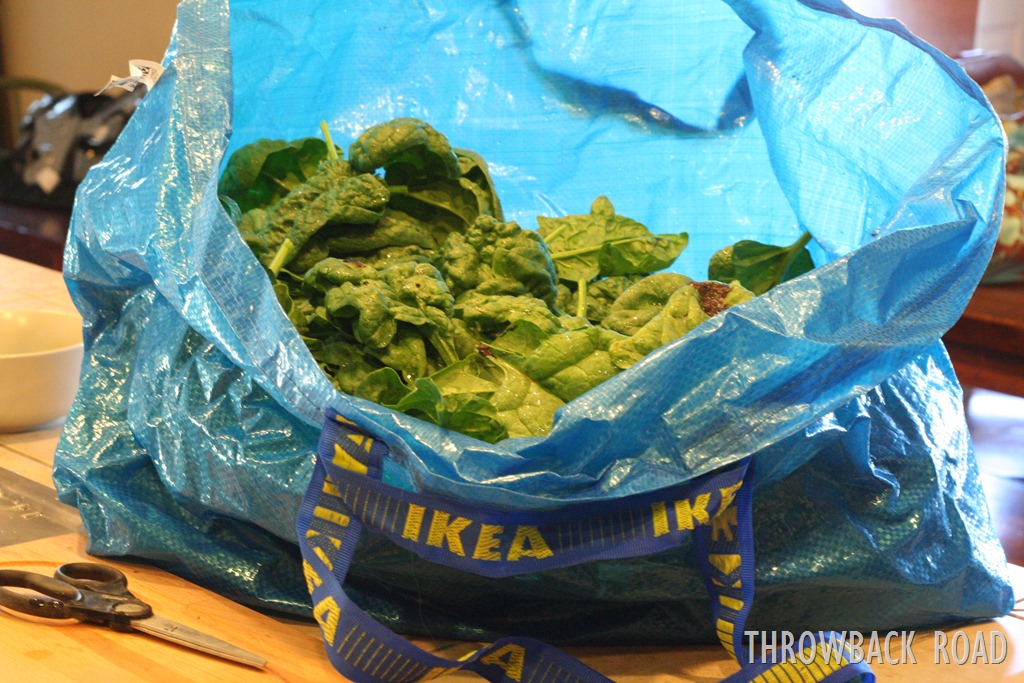 [spinach%2520013%255B3%255D.jpg]