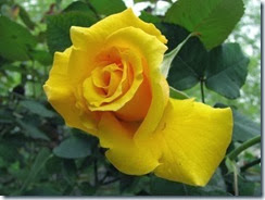 IMG_0020 IMG_0020