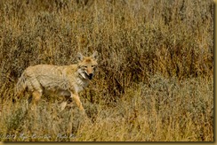  Coyote (Canis latrans)