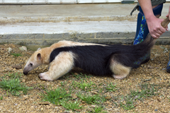 Anteater Exotic Game Farm Spring Anteater Exotic Game Farm Spring