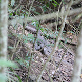 Monitor lizards roam Sapi Island...I promise better photos in a future post!