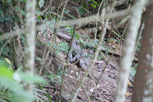 Monitor lizards roam Sapi Island...I promise better photos in a future post!