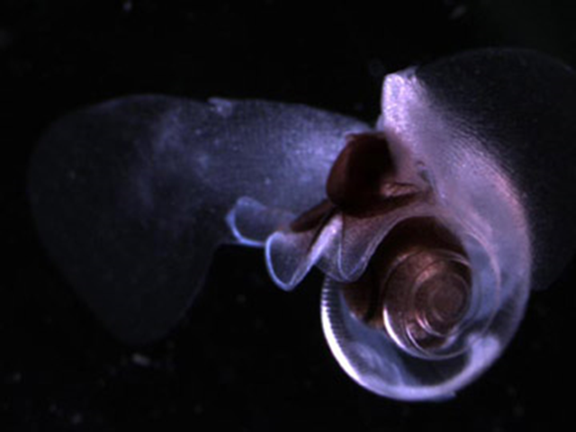 Sea butterfly in the Limacina helicina species. Sampling sea butterflies in the species Limacina helicina off California, Washington, and Oregon in the summer of 2011, researchers found that over 50 percent of onshore sea butterflies suffered from 'severe dissolution damage'. Offshore, 24 percent of individuals showed such damage. Photo: Russ Hopcroft / University of Alaska, Fairbanks / NOAA