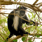 colobus-monkey-in-trees.jpg