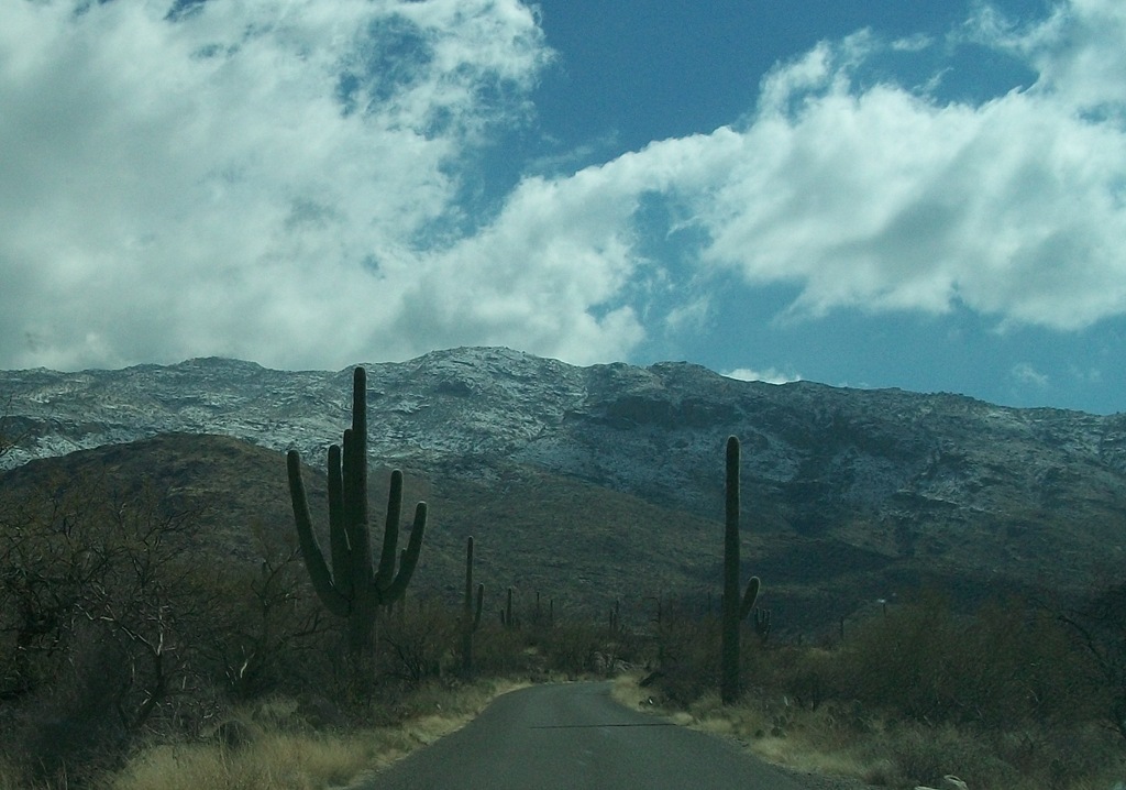 [Saguaro046.jpg]