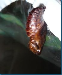 great spangled fritillary cocoon