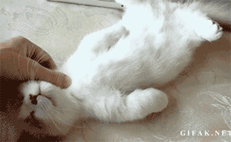 7.wh obamacare cat gif[5]