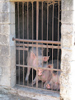 For a long time, pigs were used exclusively to hunt for truffles due to their keen sense of smell and innate ability find them.  Truffles contain a compound similar to a sex pheromone found in boar saliva, which female pigs are attracted to.