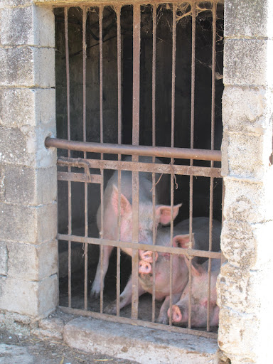 For a long time, pigs were used exclusively to hunt for truffles due to their keen sense of smell and innate ability find them.  Truffles contain a compound similar to a sex pheromone found in boar saliva, which female pigs are attracted to.