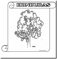 PINO HONDURAS F 1 PINO HONDURAS F 1