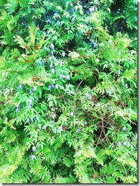 IMG_0679 IMG_0679