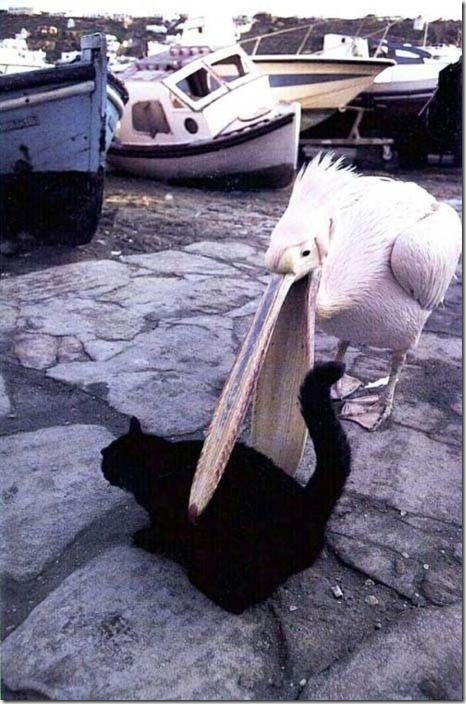 strange-cats-expain-that-23