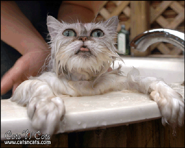 wet-cat-in-bathtub wet-cat-in-bathtub