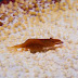Seastar Shrimp - Photo (c) 104623964081378888743, some rights reserved (CC BY-NC-SA)