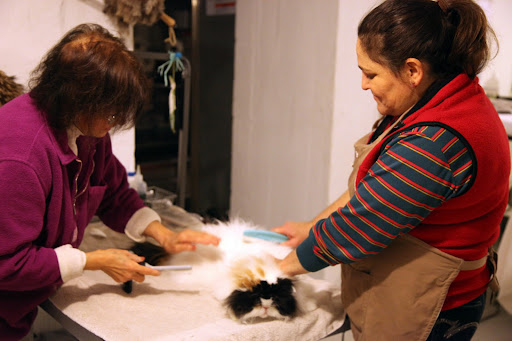 Laura and Maria are brushing out Empress Tang right now and then it will be my turn.