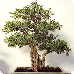 Murraya_paniculata2 Murraya_paniculata2