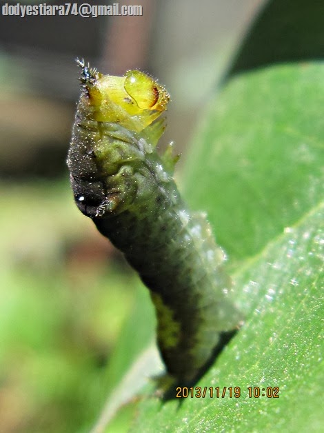 Ulat kupu-kupu Tailed Jay (Graphium agamemnon) sedang berdiam diri sambil menegakan tubuhnya