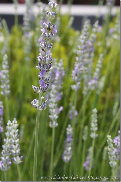 lavender_how_to (2)