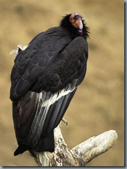 california-condor_486_600x450