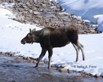 [moose%255B4%255D.jpg]