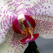 orchid 2.jpg
