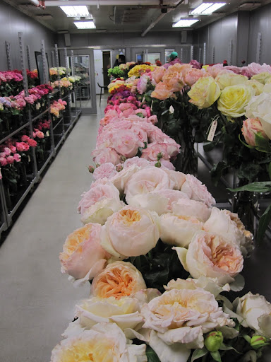 A close look at a row of roses. A close look at a row of roses.