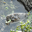 American Alligator