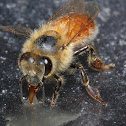 Honey Bee