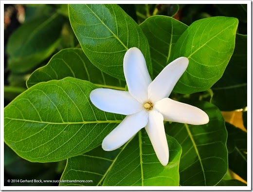 140726_Kohala_House_Gardenia-taitensis