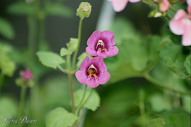 [VictoriaFalls2_ViningSnapdragons%255B8%255D.jpg]