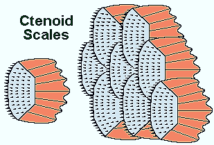 [ctenoid-scales%255B9%255D.gif]