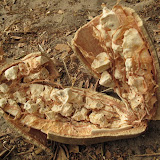 Le pain de singe, fruit du baobab