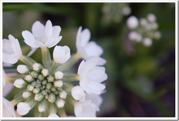 primrose